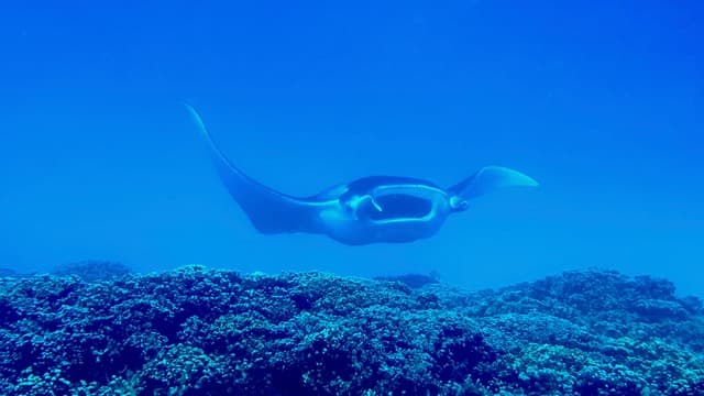 Rejnok manta plující nad korálovým útesem